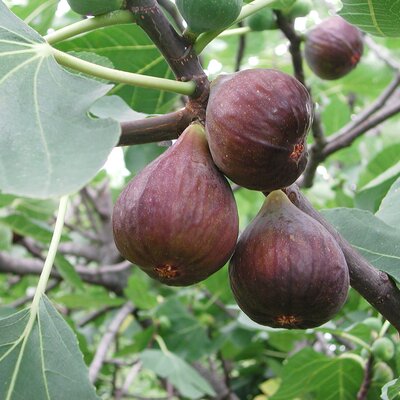 Ficus carica Brogiotto Nero