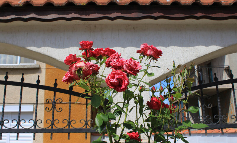 Rosa 'Henri Matisse'