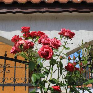 Rosa 'Henri Matisse'