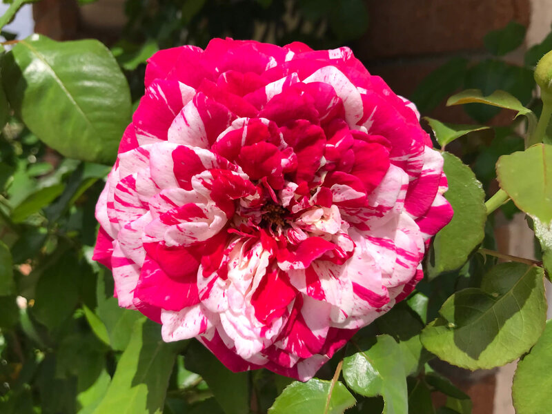 Rosa 'Henri Matisse'