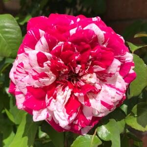 Rosa 'Henri Matisse'