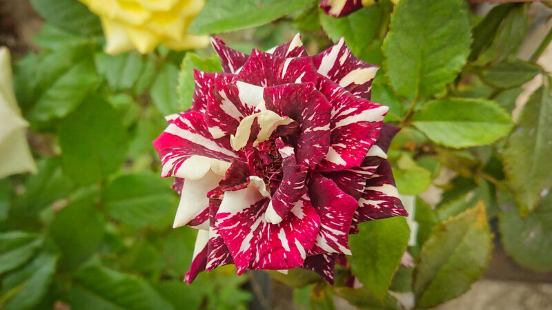 Rosa 'Henri Matisse'