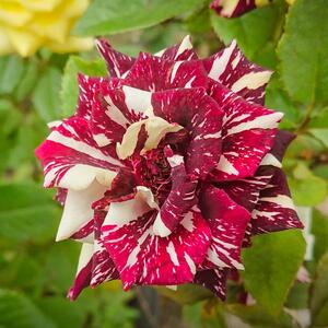 Rosa 'Henri Matisse'