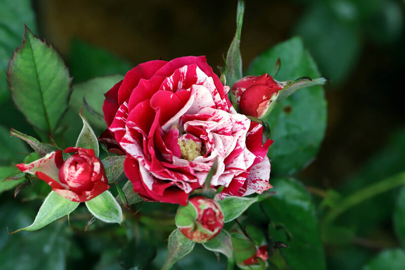 Rosa 'Henri Matisse'