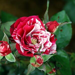 Rosa 'Henri Matisse'