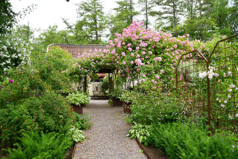 Rosa 'Nahema®'