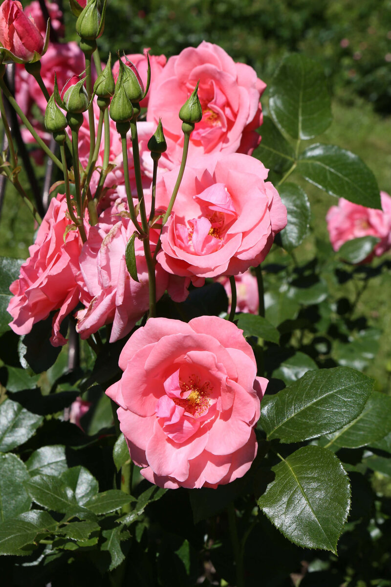 Rosa 'Lawinia®'