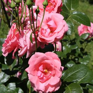 Rosa 'Lawinia®'
