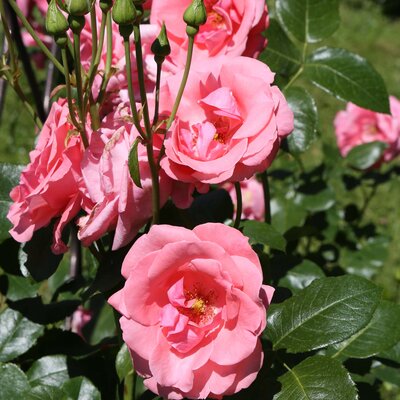 Rosa 'Lawinia®'
