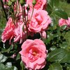 Rosa 'Lawinia®'