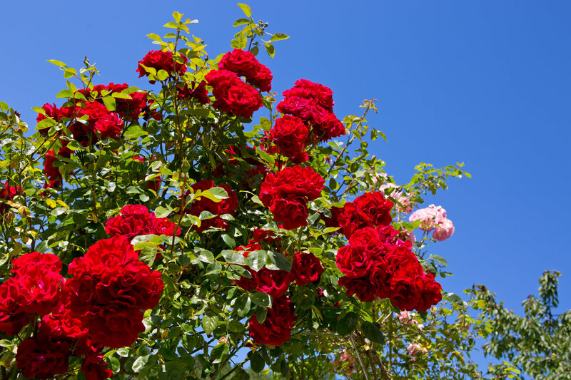 Rosa 'Santana®'