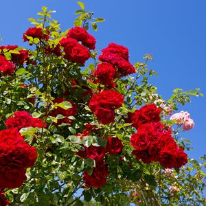 Rosa 'Santana®'