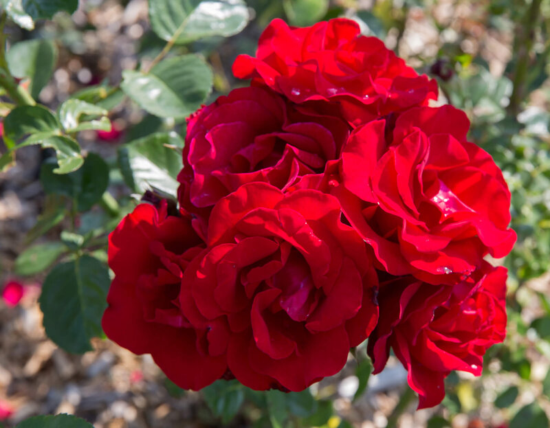 Rosa 'Santana®'
