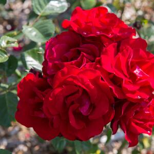 Rosa 'Santana®'