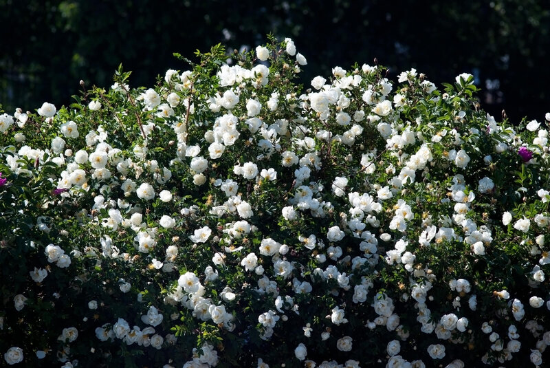 Rosa 'Schneewittchen®'