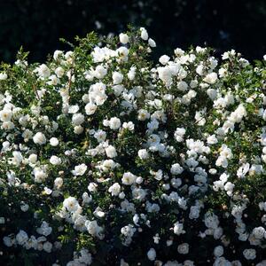 Rosa 'Schneewittchen®'