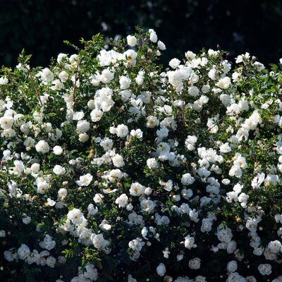Rosa 'Schneewittchen®'