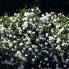 Rosa 'Schneewittchen®'