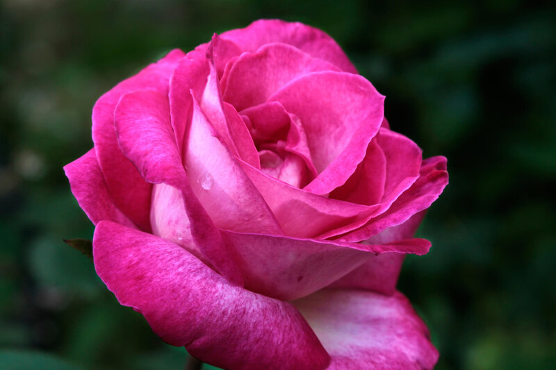Rosa 'Luzia Nistler'