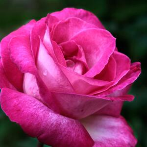 Rosa 'Luzia Nistler'