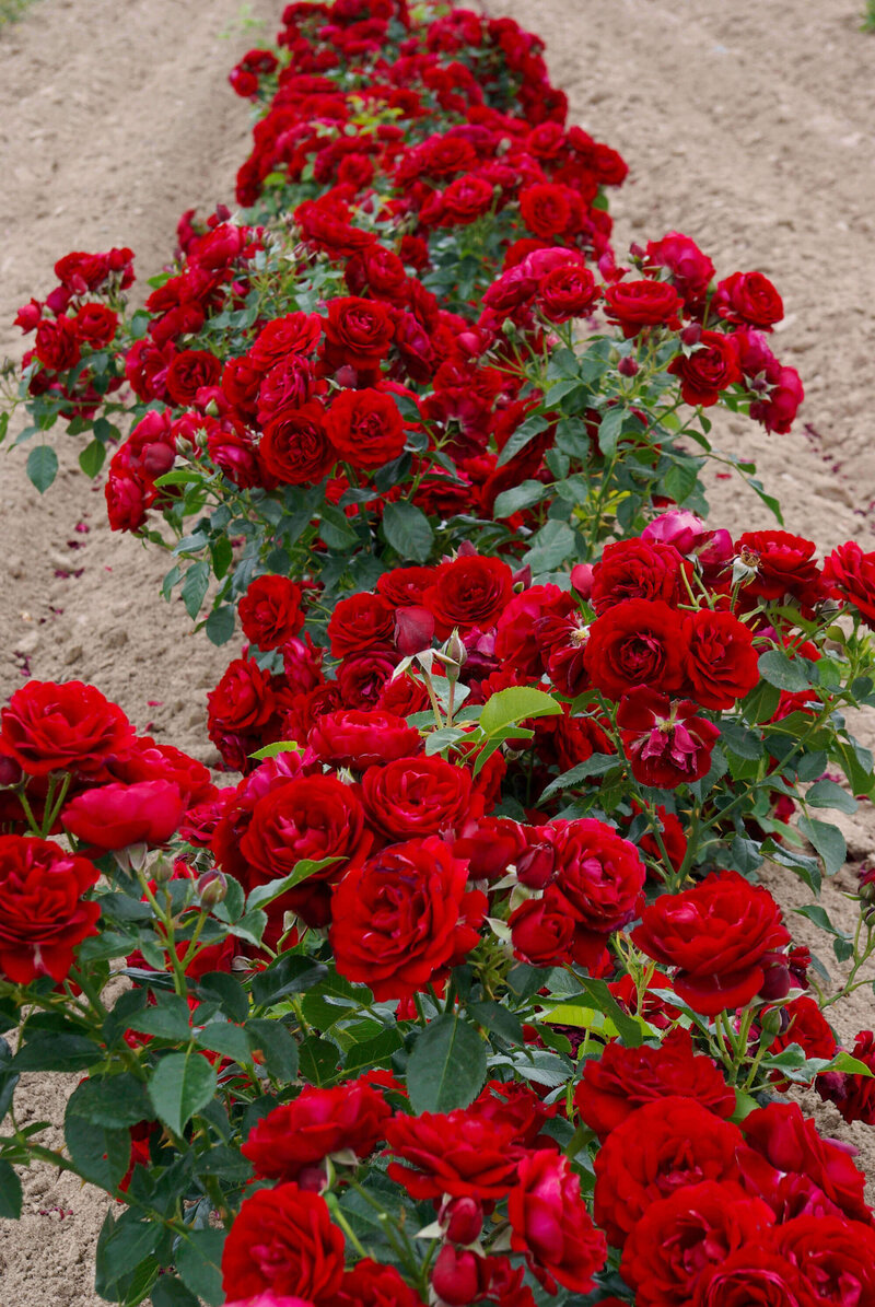 Rosa 'Anna Rosita'