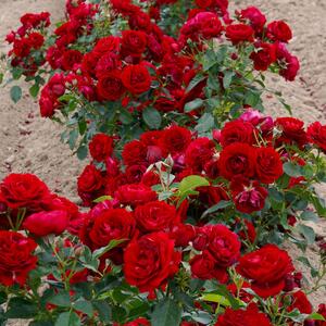 Rosa 'Anna Rosita'