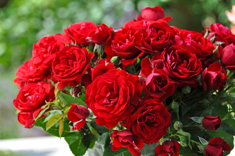 Rosa 'Anna Rosita'
