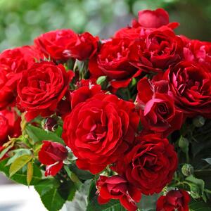 Rosa 'Anna Rosita'