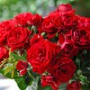 Rosa 'Anna Rosita'