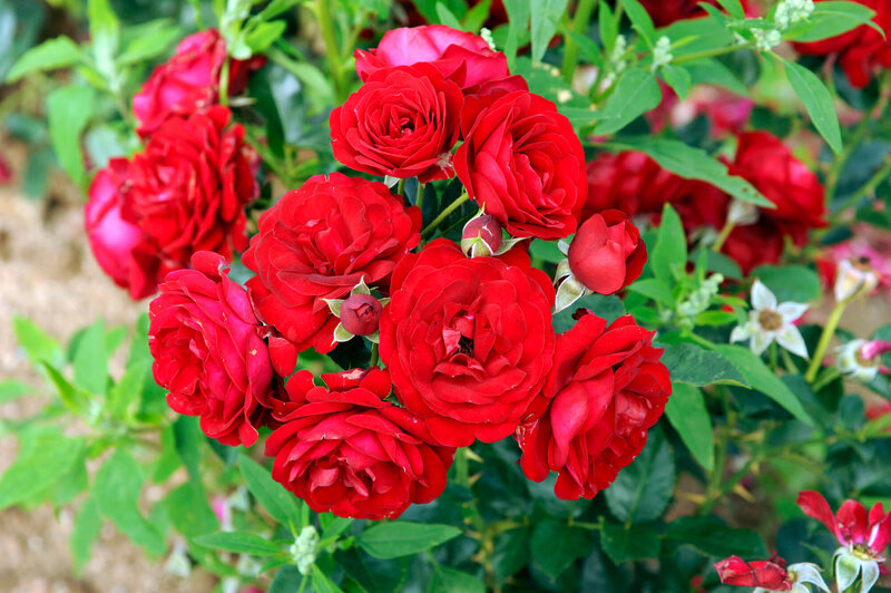 Rosa 'Anna Rosita'