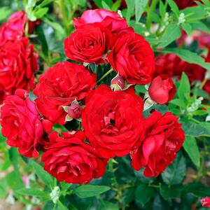 Rosa 'Anna Rosita'