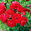 Rosa 'Anna Rosita'