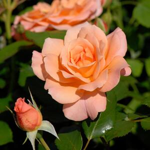 Rosa 'Bordüre Apricot'