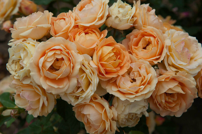 Rosa 'Dolce Vita®'