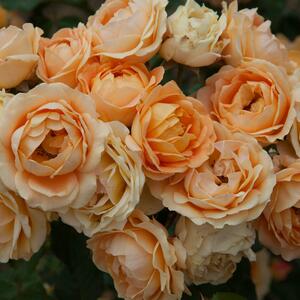 Rosa 'Dolce Vita®'