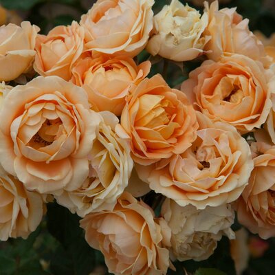 Rosa 'Dolce Vita®'
