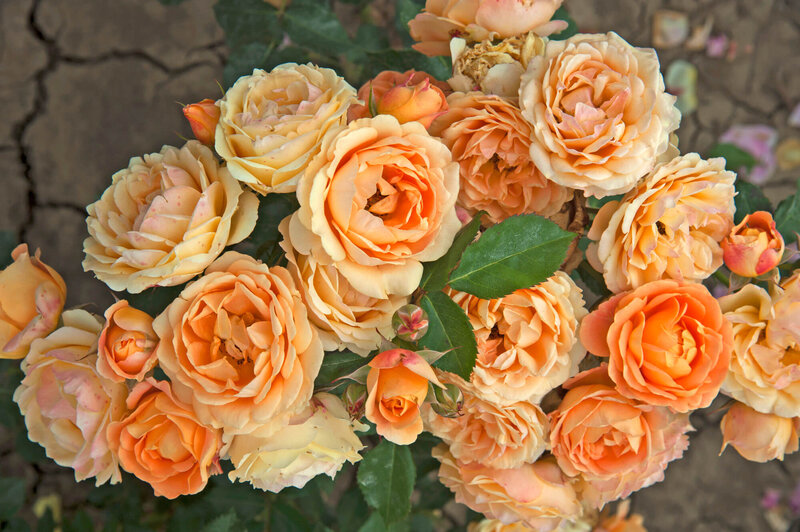 Rosa 'Dolce Vita®'