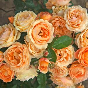 Rosa 'Dolce Vita®'