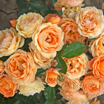 Rosa 'Dolce Vita®'