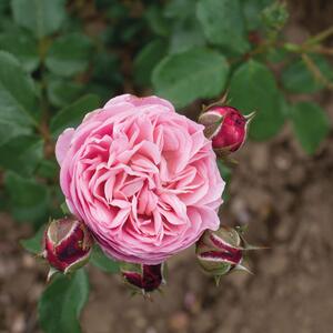Rosa 'Domaine de Chantilly®'