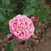 Rosa 'Domaine de Chantilly®'