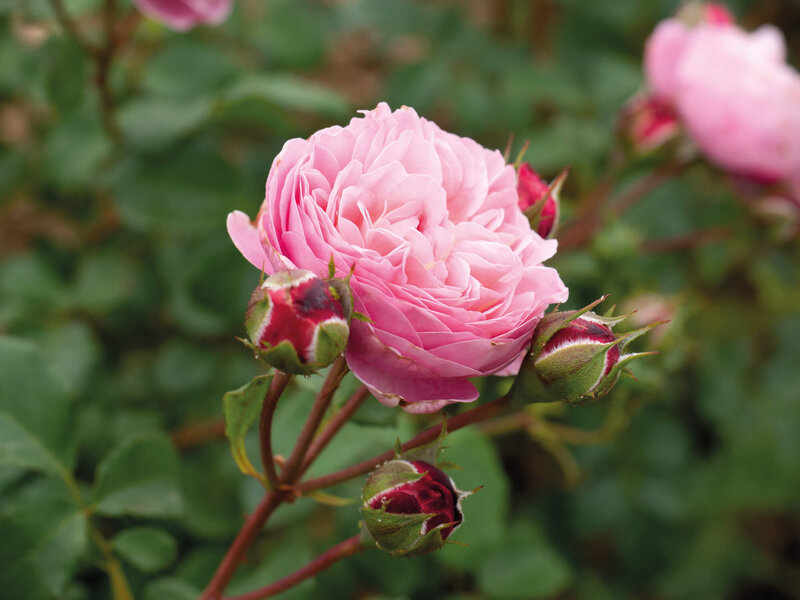 Rosa 'Domaine de Chantilly®'