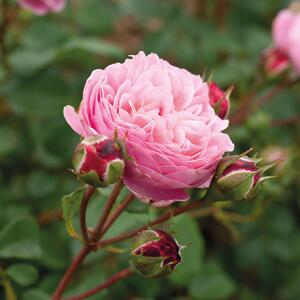 Rosa 'Domaine de Chantilly®'
