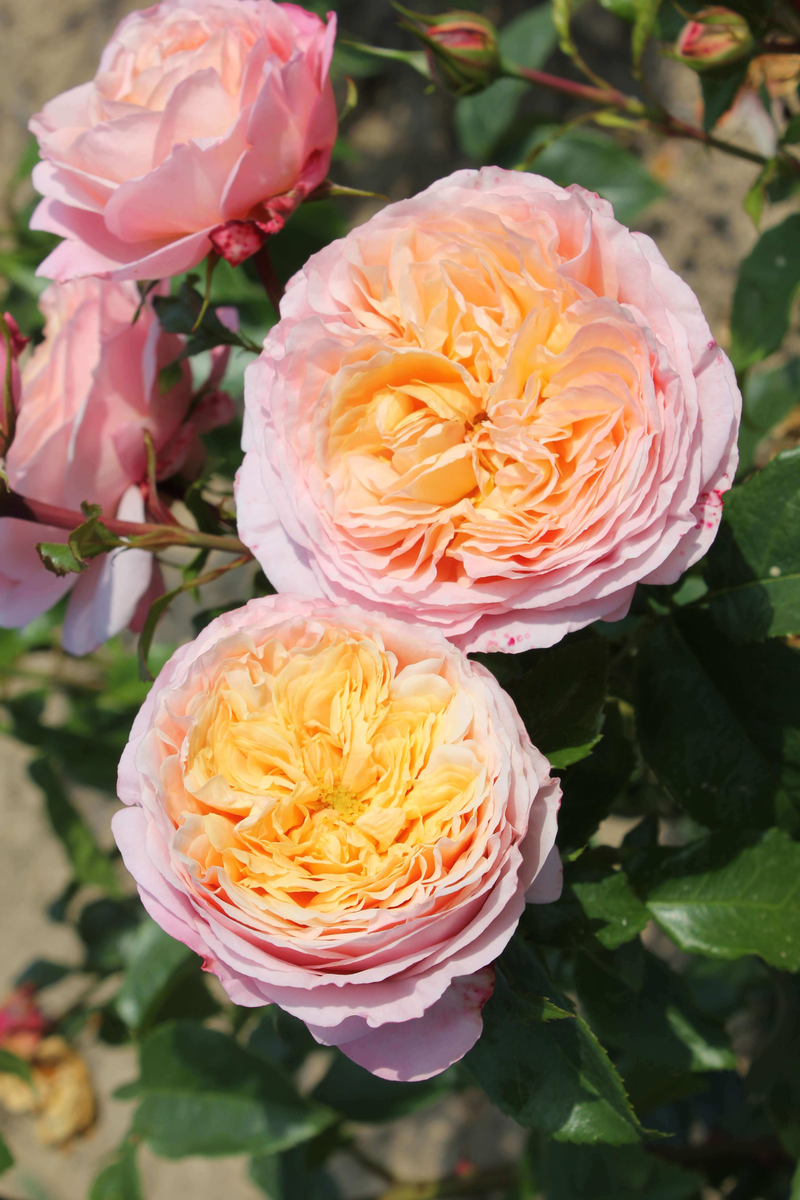 Rosa 'Domaine de Chantilly®'