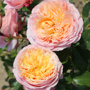 Rosa 'Domaine de Chantilly®'