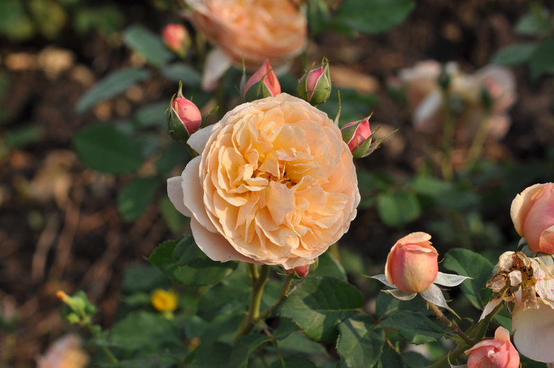 Rosa 'Eveline Wild®' 