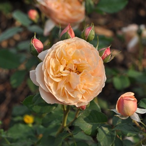 Rosa 'Eveline Wild®' 