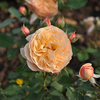 Rosa 'Eveline Wild®' 