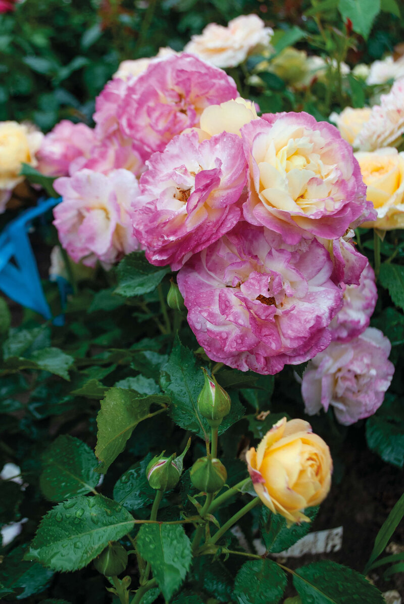 Rosa 'Festy Life®'