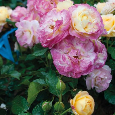 Rosa 'Festy Life®'